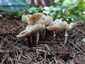 Lilás őzlábgomba (Lepiota lilacea), Budapest